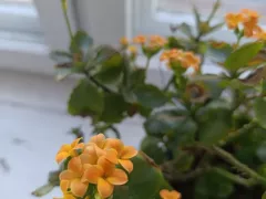 Зацвело каланхоэ Блоссфельда