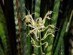 Цветение сансевьерии