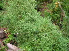 "Ландыш пампасов"