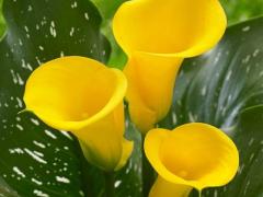 Зантедеския (лат. Zantedeschia), или калла