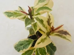 Новая жизнь фикуса Tineke