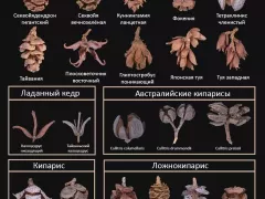 Как различать между собой растения семейства кипарисовых