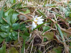 В саду цветет первая маргаритка