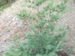 Укоренить черенки хвойников снова не удалось. Продолжаю выращивать из семян. 