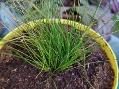 Полное омоложение куста изолеписа при пересадке.