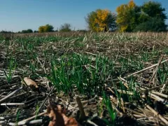 Принципы системы no-till 