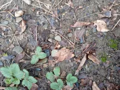 Саженцы клубники пережили зиму в пакете на улице.