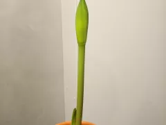 Ожидание сюрприза — цветения гиппеаструма