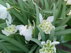 Махровые подснежники расцвели на удивление дружно