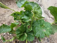 Переживаю за зимовку мальвы