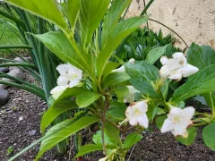 Неопознанный кустик и лесная спаржа