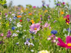 Разбросал по участку семена. Под зиму, как в природе