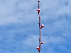 Первое цветение абрикоса, выращенного из косточки.