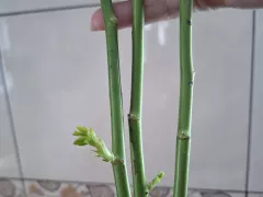 Хочу укоренить черенки роз