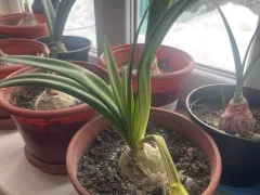 Что-то случилось с цветоносом гиппеаструма