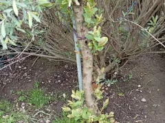 Ива Хакуро Нишики не хочет быть штамбом.