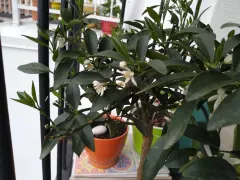 Кумкват капризничает