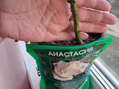 Роза Анастасия понемногу обрастает листвой.