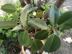 Фикус каучуконосный (Ficus elastica) 