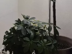 О пользе обрезки