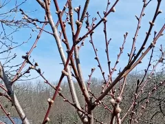 Почему дерево персика такое хрупкое и недолговечное.