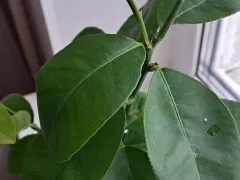 На сколько были оправданы мои ожидания, когда я купила лимон, выращенный из косточки,  надеясь вскоре увидеть маленькие плоды.