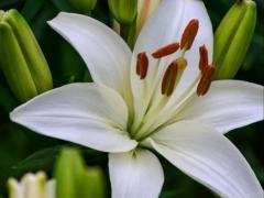Лилия