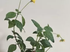 "Зимнее солнышко" - желтая лантана неожиданно зацвела