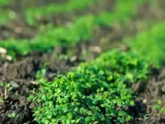 В планах - посадка гречки как сидерата