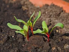 Как вырастить вкусную красную свёклу