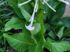 Табак душистый (Nicotiana affinis)