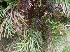 После зимы у туй наблюдается темная хвоя.
