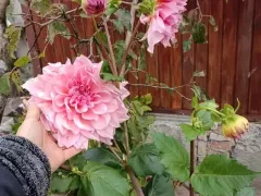 Последний все еще цветущий куст георгин