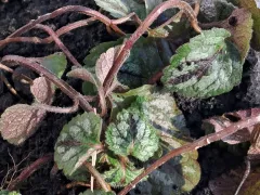 Яснотка зеленчуковая уже готова радовать.