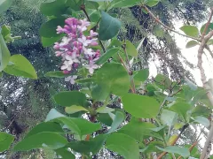 Цветёт сирень в октябре. 