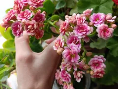 "Комнатная розочка" -  каланхоэ Блоссфельда