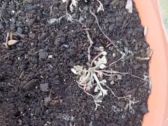 Эшшольция меня удивила своей стойкостью к морозам.