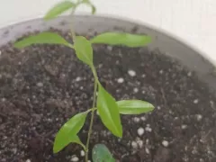 Шинус или не шинус?