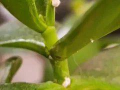 Обнаружил вредителей на своем "денежном дереве"