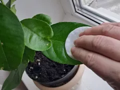 Суббота для моих цитрусов это банный день!