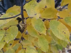 Золотой граб в нашем дворе