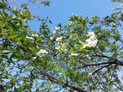 Цветёт Мушмула германская. 