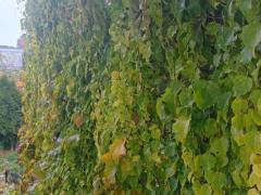 Виноград девичий триостренный Вичи (Parthenocissus tricuspidata Veitchiі)