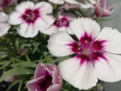 Гвоздика китайская отличается компактностью куста и длительным ярким цветением. 