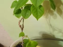 Впервые у меня покупная бугенвиллия