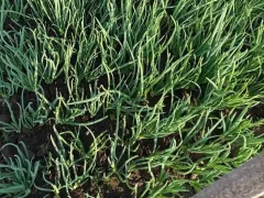 Зелёный лук в неотапливаемой тепличке