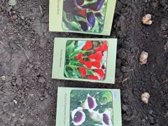 Хоть и холодно, но высадила я каллы.