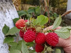 Последняя осенняя малина