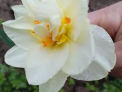 Нарциссы из покупных луковиц. Опыт выращивания.