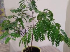 Тамаринд индийский  (лат. Tamarindus indica)